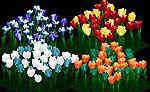 Цветы для сада - размер 795 КБ. Для скачивания кликнуть на изображене объекта